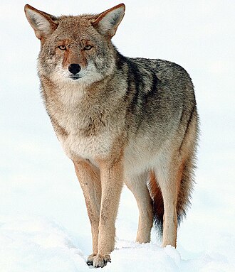 Coyote (animal)